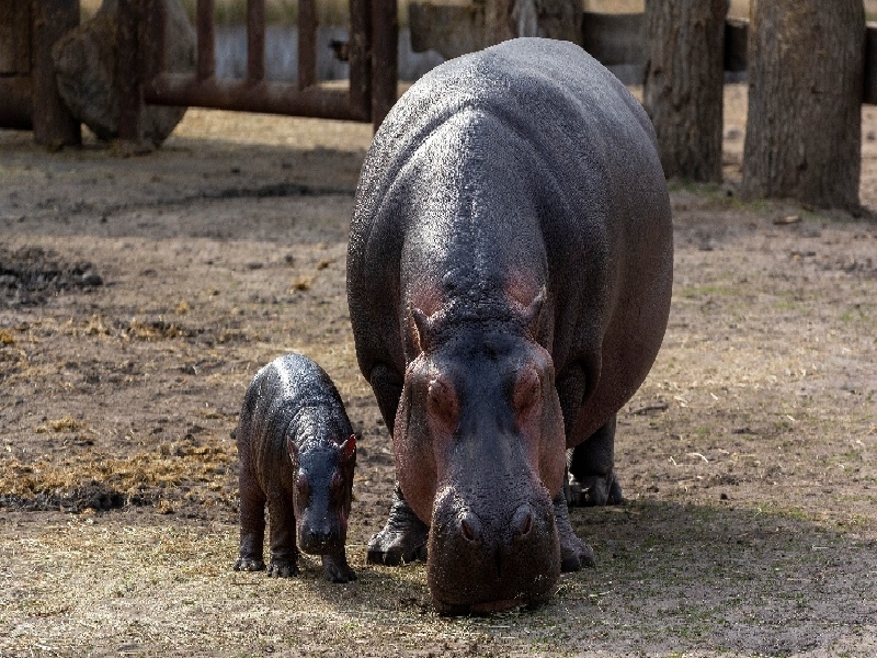 深圳惜缘试管代生机构：怀二胎孕吐反应特大，和孕妇自身以及胎儿都有关